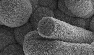 10 C Nanotubes coated with Boron Nitride